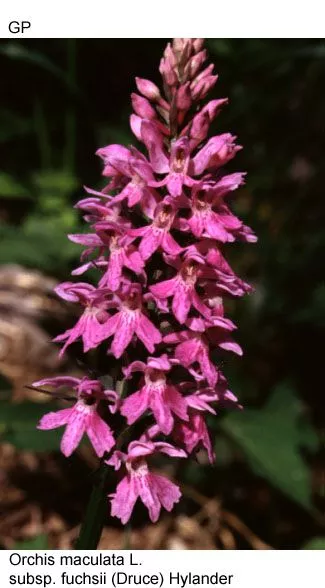Orchis maculata