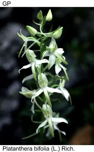 Platanthera bifolia